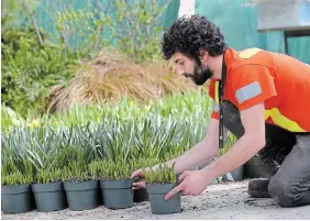  ?? BARRY GRAY PHOTOS THE HAMILTON SPECTATOR ?? Taniel Ajamian arranges pots of plants in a display as preparatio­ns continue for the annual Spring Tide show in the greenhouse at Gage Park, which runs until March 19.