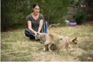  ?? Photograph: Ellen Smith/The Guardian ?? Vet nurse Nina Gibbins is teaching her two-year-old Burmese cat Summer to walk on a lead.