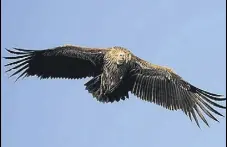  ?? HT FILE ?? Population of the Himalayan Griffin Vulture plummeted two decades back in Himachal Pradesh.