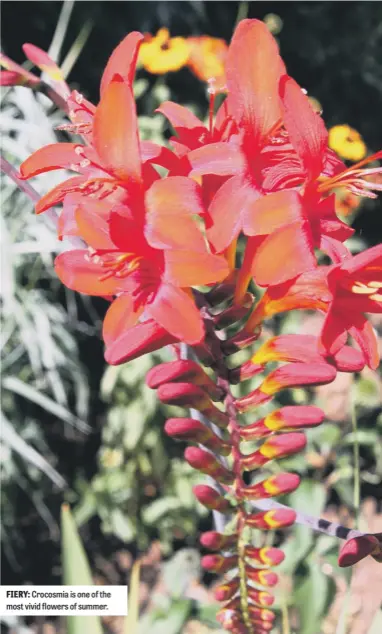  ??  ?? FIERY: Crocosmia is one of the most vivid flowers of summer.