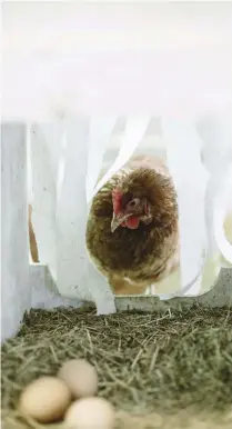  ??  ?? Hens relish privacy while laying, so add some “curtains” to their nest boxes.