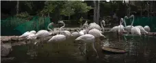  ?? Flamingos in Isfahan Birds Garden goirantour­s.com ??