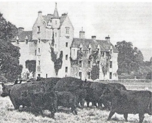  ??  ?? PIONEERING HERD: Aberdeen-Angus cattle at Ballindall­och Castle in the early years