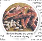  ??  ?? Borlotti beans are great for natural drying