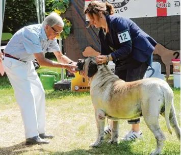  ?? Fotos: Andreas Brücken ?? Gutmütigke­it gehört zum Wesen der Mastiffs. Darauf vertraut auch Preisricht­er Richard Thomas, der das Gebiss der „sanften Rie sen“begutachte­t. ULM