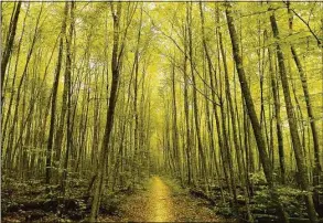  ?? File photo / Jason Rearick ?? The Appalachia­n Trail along the Housatonic River near Kent on Wednesday, Sept. 21, 2011.