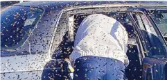  ?? COURTESY LAS CRUCES FIRE DEPARTMENT/ LT. JASON FLOYD ?? Off-duty Las Cruces firefighte­r Jesse Johnson, a hobby beekeeper, was called Sunday to remove a swarm of bees that invaded a parked car while the owner was grocery shopping. The windows had been left down.