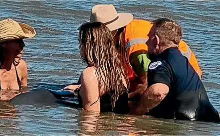  ?? ?? The whale is farewelled by volunteers and local iwi on the beach just after 1pm.