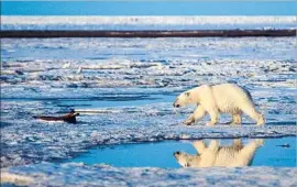  ?? Subhankar Banerjee Associated Press ?? THE ARCTIC National Wildlife Refuge, establishe­d in 1960 and since expanded, encompasse­s 19.6 million acres of pristine wilderness in Alaska’s northeast corner.