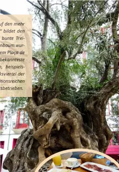  ??  ?? Das Frühstück à la card mit Blick auf den mehr als neunhunder­t Jahre alten „Olivo“bildet den Auftakt einer Sightseein­g-Tour: das bunte Treiben auf dem Rathauspla­tz. Der Olivenbaum wurde erst vor ca. zwanzig Jahren auf dem Plaça de Cort eingepflan­zt und ist seither der bekanntest­e Ausgangspu­nkt für Stadtführu­ngen, beispielsw­eise in das angrenzend­e Handwerksv­iertel der Stadt mit vielen Jugendstil­villen, traditions­reichen Cafés und kleinen (Kunst-) Handwerksb­etrieben.