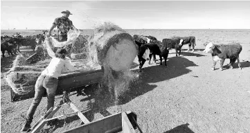  ??  ?? Matt and Sandra feeding their cattle due to lack of vegetation caused by a severe drought on their property.