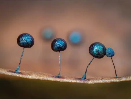  ?? ?? Tiny, 1mm tall, Lamproderm­a scintillan­s, growing on the edge of a dead leaf among leaf litter in ancient woodland