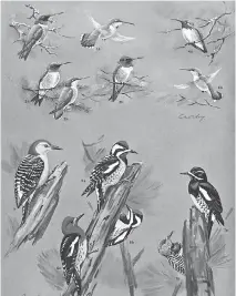  ??  ?? Illustrati­ons by John Crosby, in The Birds of Canada, by Earl Godfrey.