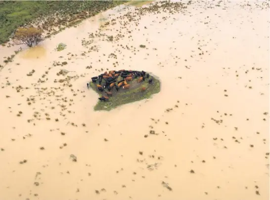  ?? Picture / My Little Eye Photograph­y ?? Cattle sought refuge on higher ground as waters rose in parts of the Hokianga.