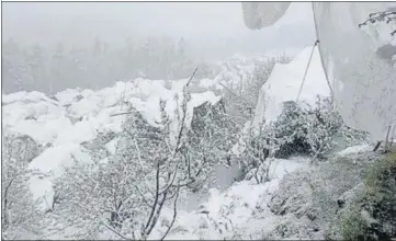  ?? HT PHOTO ?? Snow breaks through anti-hail nets and damages apple trees in Jarai village, Kotkhai, on Friday.