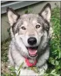 ?? COURTESY OF JENNIFER HELLER ?? Hunter, an 8-year-old Alaskan malamute adopted in August 2022by Chris and Jennifer Heller of Richmond Township. He was killed on a Lake Ontelaunee trail Jan. 7, 2023.