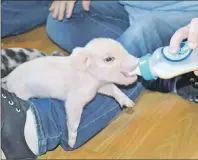  ?? SHARON MONTGOMERY-DUPE/CAPE BRETON POST ?? Kelly Huntington of Huntington, located near Marion Bridge, feeds one of the baby pigs, only days old, in her home.