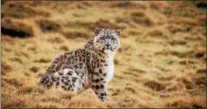  ?? DISNEYNATU­RE ?? This snow leopard featured in “Born in China” lives in a cold mountainou­s area where few mammals could thrive.