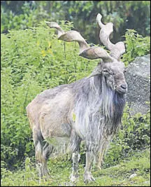  ?? HT PHOTO ?? Makhor, the national animal of Pakistan, is found on both sides of the LOC.