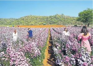  ?? DUSIDA WORRACHADD­EJCHAI ?? Tourists surrounded by flowers at Mon Jodd in Chiang Mai.