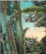  ?? APRIL I. NEANDER / UNIVERSITY OF CHICAGO / AFP ?? Ancient mammals that evolved to glide and live in trees are shown in an artist’s rendition.