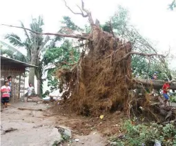  ??  ?? TWISTER’S STRENGTH – The huge roots of this decades-old tree dwarf an adjacent house after a tornado barreled through Barangays Lapu Lapu and Centro in Davao City, Sunday night. (Keith Bacongco)