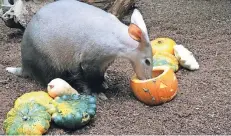  ?? FOTO: KÖLNER ZOO ?? Erdferkeld­ame Himba freut sich über die frischen Kürbisse, die es für sie zu Halloween gibt.