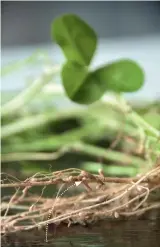  ??  ?? ABOVE: The nitrifying bacteria hosted in the nodules on these clover roots capture nitrogen from the air and turn it into nitrates that plants can assimilate.