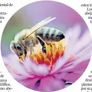  ??  ?? en septiembre, 500 millones de abejas murieron en Brasil. la muerte les llegó rápido, en menos de 48 horas de que la primera apis melífera mostrara síntomas de enfermedad, decenas yacían muertas