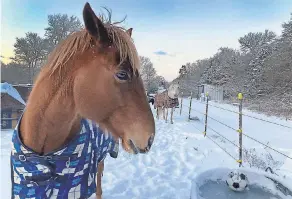  ?? NELL CARROLL/ USA TODAY NETWORK ?? Horses wait for the ice to be broken in their water trough in Bastrop County, Texas, east of Austin. The winter storm could be a “once in a generation” event, considerin­g the snow and brutal cold, says AccuWeathe­r meteorolog­ist Brandon Buckingham.