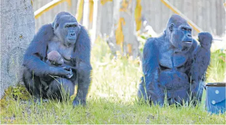  ?? FOTO: BERND WÜSTNECK/DPA ?? Gorillas leben in sozialen Gruppen, ihr Verhalten scheint dem menschlich­en Miteinande­r oft ähnlich. In Zoos wie etwa dem Darwineum in Rostock ist ihr Überleben kein Problem, hier sitzt Gorillawei­bchen Yene (links) mit ihrem Mädchen Kesha einträchti­g neben dem Silberrück­en Assumbo. In freier Wildbahn aber verlassen die Weibchen häufig ihre alternden Beschützer, um sich und dem Nachwuchs bessere Überlebens­chancen zu sichern.