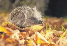  ?? FOTO: IMAGO STOCK&PEOPLE ?? Die Igel sind auf Futtersuch­e.