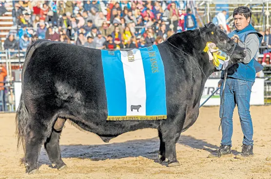  ?? Daniel sempé/sra ?? Heredero, del box 125, de la cabaña Los Lazos, de Federico Boglione, el premio mayor en la raza