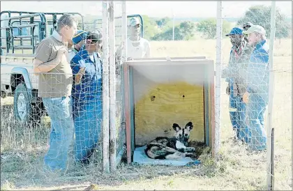  ??  ?? HOME AGAIN: The Wildschuts­berg wild dog male wakes up in his crate after returning from having his leg pinned by a veterinari­an in Komani