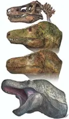  ?? MARK P. WITTON VIA AP ?? This illustrati­on depicts two principal models of predatory dinosaur facial appearance: crocodilia­n-like lipless jaws, or a lizard-like lipped mouth.