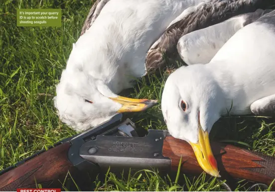  ??  ?? It’s important your quarry ID is up to scratch before shooting seagulls