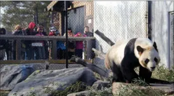  ?? YU RUIDONG / CHINA NEWS SERVICE ?? Visitors see four pandas off at the Toronto Zoo on Sunday, the last day of their stay in the Canadian city. The family, father Da Mao, mother Er Shun and their Canada-born children Jia Panpan and Jia Yueyue, were heading for Calgary, another city in...