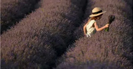  ??  ?? PURPLE PATCH: A growing number of farmers in Moldova are fuelling a resurgence in lavender, the cultivatio­n of which collapsed along with the Soviet Union.