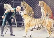  ??  ?? Left: Taba Maluenda mesmerizes with his ability to communicat­e and bond with his 300-pound tigers.
Below: The high-flying Freewheele­rs, a group of BMX riders, perform side-by-side nearly 15 feet above the arena floor.