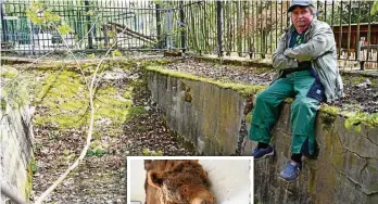  ?? JANA SCHEIDING (2) ?? Mathias Wiesenhütt­er sitzt auf dem Rand des Wasserbeck­ens im früheren Bärengeheg­e, das er zum Picknickpl­atz umfunktion­ieren will. Kleines Bild: Mischka ist dem Tiergarten geblieben, allerdings in präpariert­er Form. Das Fell mit Kopf ist der Hingucker in der Bärenausst­ellung.