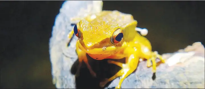  ?? PHOTOS BY LOHIT Y.T. / WWF-INDIA VIA THE NEW YORK TIMES ?? A group of Indian herpetolog­y hobbyists did not expect to find a mushroom growing out of this Rao’s intermedia­te golden-backed frog in the foothills of the Western Ghats in India, but there it was.