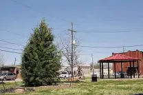  ?? Melecio Franco / Dayton News file photo ?? Leyland cypresses are good choices for small landscape trees.