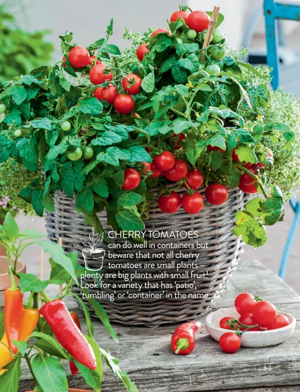  ??  ?? CHERRY TOMATOES can do well in containers but beware that not all cherry tomatoes are small plants – plenty are big plants with small fruit! Look for a variety that has ‘patio’, ‘tumbling’ or ‘container’ in the name.