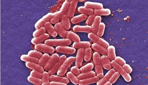  ?? ?? Diese kolorierte rasterelek­tronenmikr­oskopische Aufnahme aus dem Jahr 2006 zeigt den Stamm O157:H7 des Bakteriums E. coli.