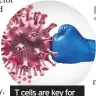  ??  ?? T cells are key for fighting infection