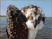  ?? FISH AND WILDLIFE SERVICE PHOTOS VIA AP ?? An osprey poses at the Back Bay National Wildlife Refuge in Virginia. Motion-detecting wildlife cameras are yielding serious science as well as amusing photos.U.S.