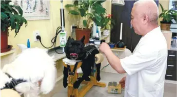  ??  ?? (left and below) Jin is using acupunctur­e as well as other traditiona­l Chinese medicine treatments to help animals, especially dogs, recover from their affliction­s at his Shanghai TCM animal health clinic.