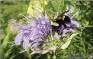  ?? SARAH FOLTZ JORDAN — THE XERCES SOCIETY VIA AP, FILE ?? This shows a rusty patched bumblebee in Minnesota, which was officially designated an endangered species March 21, 2017.