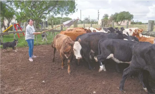  ?? PABLO PORCIUNCUL­A/AFP ?? Los ganaderos han comenzado a aplicar diferentes tácticas en su actividad, entre ellas la rotación de ganado para mantener la hierba alta, tratar de embarazar a las vacas al mismo tiempo y mejorar su alimentaci­ón