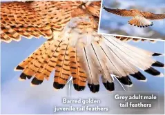  ??  ?? Barred golden juvenile tail feathers
Grey adult male tail feathers